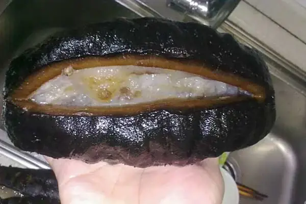 Hướng Dẫn Cách Nấu Cháo Hải Sâm Thơm Ngon, Bổ Dưỡng Chuẩn Vị