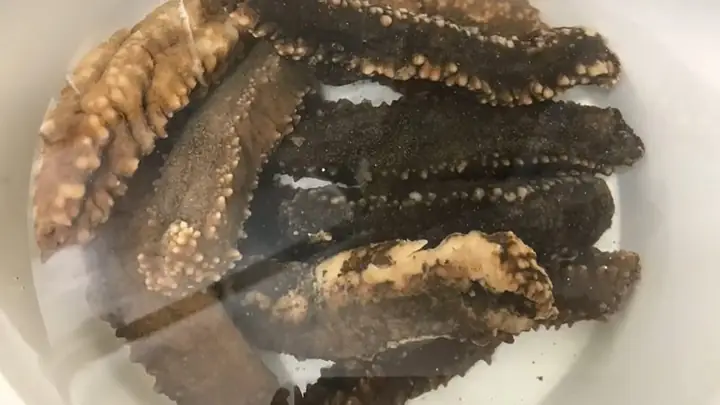 Hướng Dẫn Chi Tiết Cách Nấu Cháo Hải Sâm Khô Chuẩn Vị Ngon Bổ