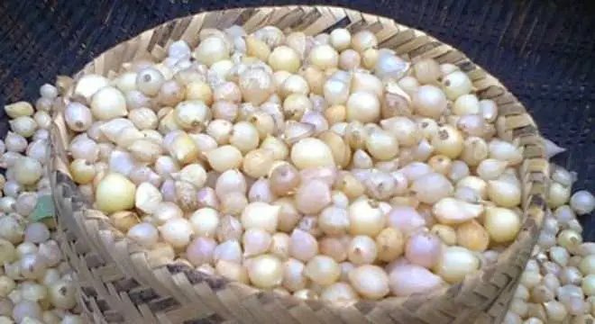 Cách Nấu Cháo Hành Tăm Giải Cảm, Bổ Dưỡng Chuẩn Vị Gia Đình Việt