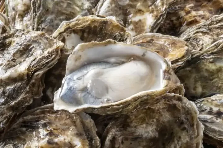 cách nấu cháo hàu cho bé