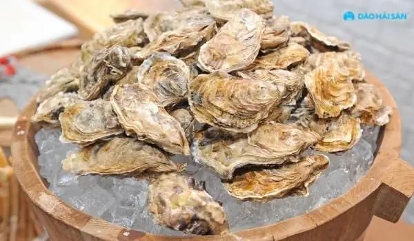 Mua hàu tươi sống ở đâu tại Tp HCM