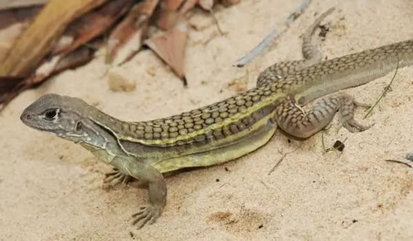 Cách Nấu Cháo Kỳ Nhông Cho Bé: Hướng Dẫn Chi Tiết An Toàn