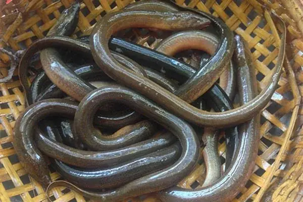 cách nấu cháo lươn ngon