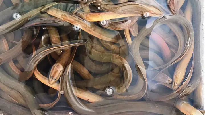 Hướng Dẫn Chi Tiết Cách Nấu Cháo Lươn Thanh Hóa Ngon Chuẩn Vị