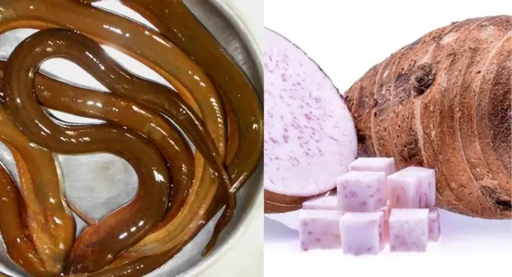 Cách Nấu Cháo Môn Lươn Mắm Ruốc Đậm Đà, Chuẩn Vị Miền Tây Cách Nấu Cháo Môn Lươn Mắm Ruốc Đậm Đà, Chuẩn Vị Miền Tây