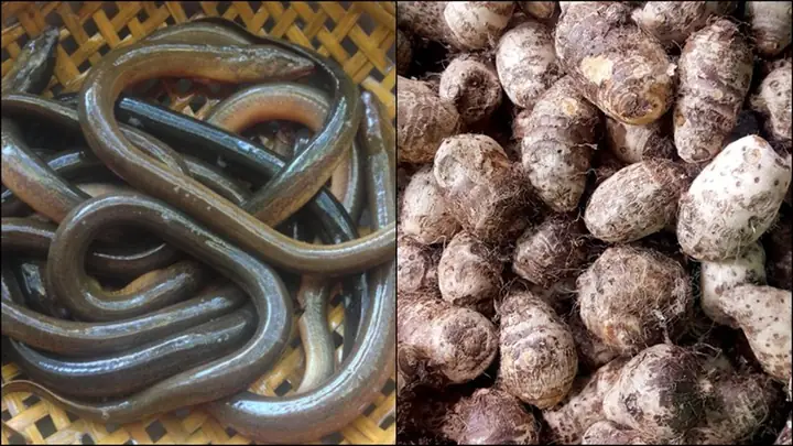 Hướng dẫn nấu cháo môn ngứa an toàn, thơm ngon tại nhà