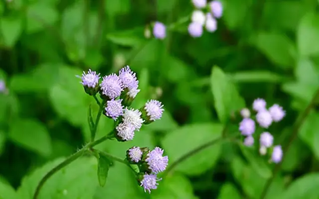 Cách Nấu Cháo Muối Cho Người Bị Tiêu Chảy Đúng Chuẩn