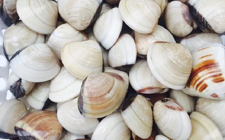 Chi tiết cách nấu cháo ngao với nấm ngon, dễ làm tại nhà