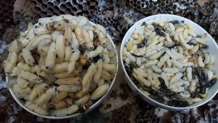 Cách Nấu Cháo Nhộng Ong Ngon Miệng, Chuẩn Vị, Giàu Dinh Dưỡng