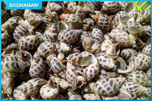 Cách Nấu Cháo Ốc Bươu Thơm Ngon, Đậm Đà Chuẩn Vị Việt