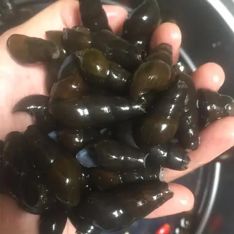 Hướng Dẫn Chi Tiết Cách Nấu Cháo Ốc Ngon Chuẩn Vị Tại Nhà Hướng Dẫn Chi Tiết Cách Nấu Cháo Ốc Ngon Chuẩn Vị Tại Nhà