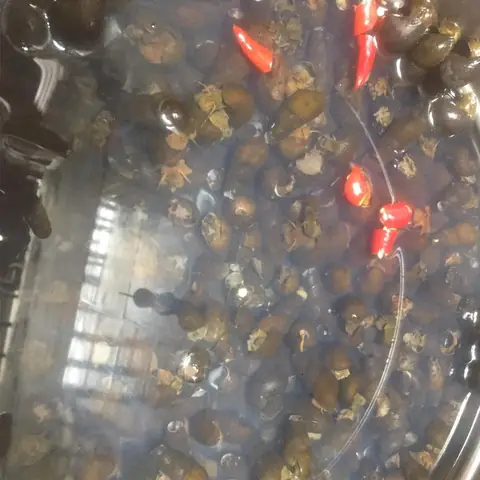 Hướng Dẫn Chi Tiết Cách Nấu Cháo Ốc Ngon Chuẩn Vị Tại Nhà Hướng Dẫn Chi Tiết Cách Nấu Cháo Ốc Ngon Chuẩn Vị Tại Nhà