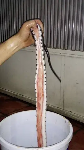 Cách Nấu Cháo Rắn Đậu Xanh Thơm Ngon, Bổ Dưỡng, Chuẩn Vị Miền Tây