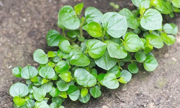 Hướng dẫn chi tiết cách nấu cháo rau càng cua cho bé thơm ngon, bổ dưỡng