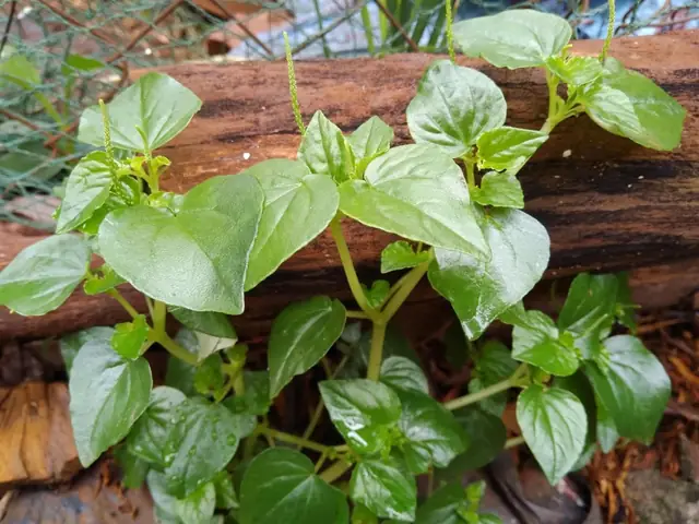 Hướng dẫn chi tiết cách nấu cháo rau càng cua cho bé thơm ngon, bổ dưỡng