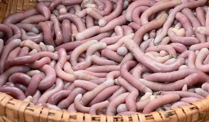 Hướng Dẫn Chi Tiết Cách Nấu Cháo Sá Sùng Bổ Dưỡng Tại Nhà Hướng Dẫn Chi Tiết Cách Nấu Cháo Sá Sùng Bổ Dưỡng Tại Nhà