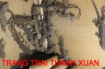 Cách Nấu Cháo Tắc Kè Chuẩn Vị, Tăng Cường Sức Khỏe