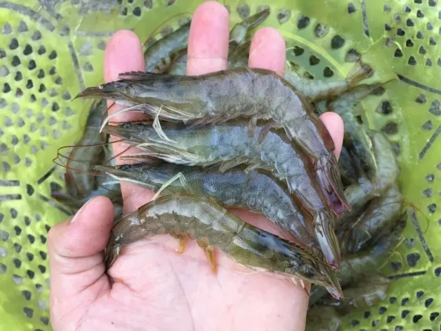 cách nấu cháo tôm cho bé cách nấu cháo tôm cho bé