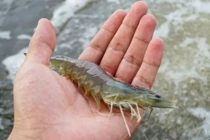 cách nấu cháo tôm ngon