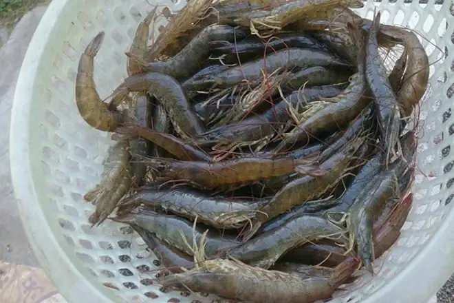 Cách Nấu Cháo Trứng Thịt Bằm Thơm Ngon, Đậm Đà Chuẩn Vị Tại Nhà