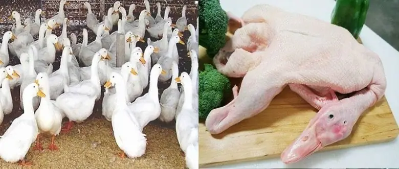 cách nấu chao vịt nhúng rau muống