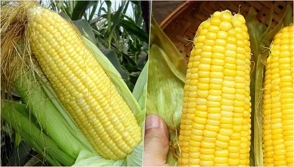 Hướng Dẫn Chi Tiết Cách Nấu Chè Bắp Sữa Tươi Thơm Ngon Tại Nhà