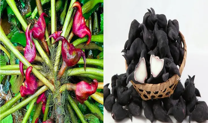 Hướng Dẫn Cách Nấu Chè Củ Ấu Thơm Ngon, Bổ Dưỡng Tại Nhà Hướng Dẫn Cách Nấu Chè Củ Ấu Thơm Ngon, Bổ Dưỡng Tại Nhà