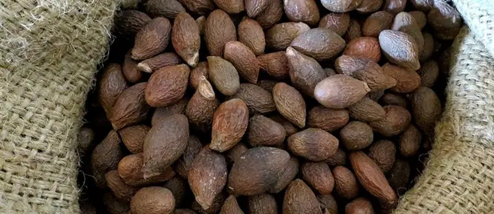 Cách Nấu Chè Hạt Ươi Thanh Mát, Giải Nhiệt Tại Nhà