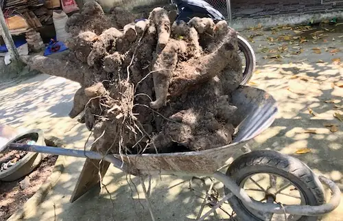 Cách Nấu Chè Khoai Vạc Dẻo Bùi, Thơm Ngon Chuẩn Vị Gia Đình