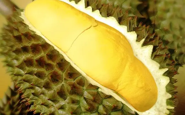 Cách nấu chè sầu riêng non thơm ngon chuẩn vị tại nhà Cách nấu chè sầu riêng non thơm ngon chuẩn vị tại nhà