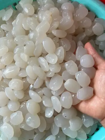 NƠI BÁN HẠT ĐÁC TƯƠI NGON