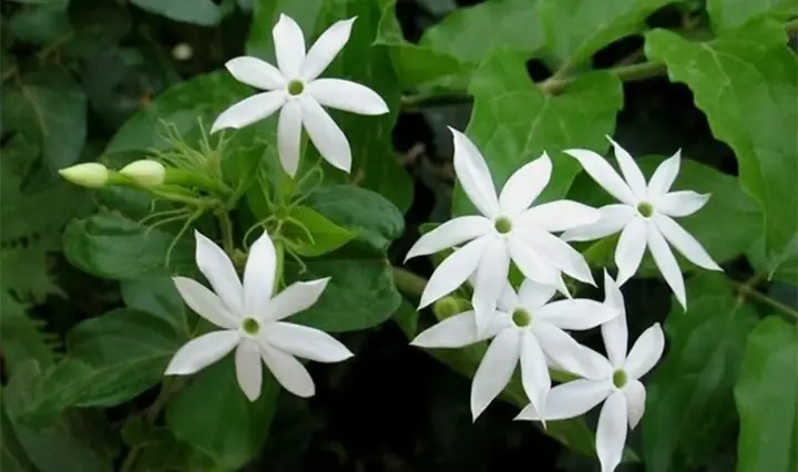 Cách Nấu Chè Vằng Giảm Cân: Hướng Dẫn Chi Tiết Tại Nhà