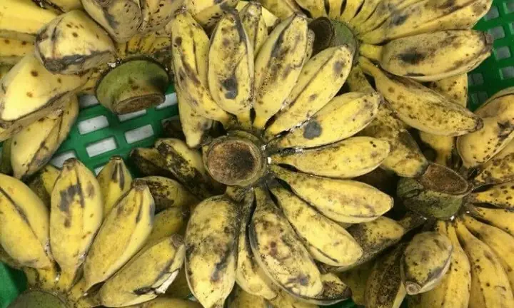 Nấu Chuối Sáp Không Bị Nứt: Hướng Dẫn Từng Bước Chi Tiết Nấu Chuối Sáp Không Bị Nứt: Hướng Dẫn Từng Bước Chi Tiết