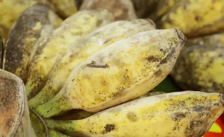 Nấu Chuối Sáp Không Bị Nứt: Hướng Dẫn Từng Bước Chi Tiết Nấu Chuối Sáp Không Bị Nứt: Hướng Dẫn Từng Bước Chi Tiết