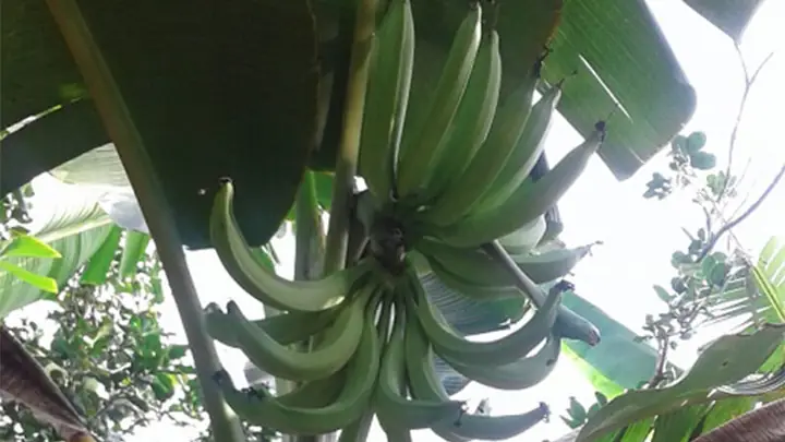 Cách nấu chuối táo quạ: Công thức chuẩn vị đơn giản tại nhà