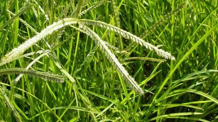 Cách Nấu Cỏ Mần Trầu Gội Đầu Tại Nhà Đơn Giản, Hiệu Quả