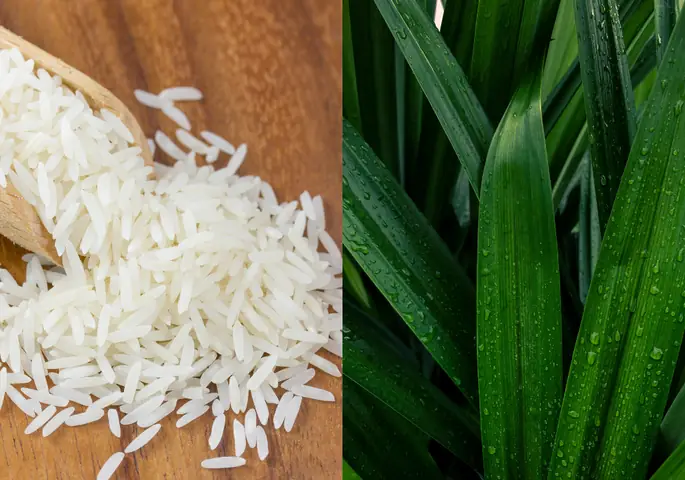 Hướng Dẫn Chi Tiết Cách Nấu Cơm Lá Dứa Thơm Ngon Chuẩn Vị Tại Nhà