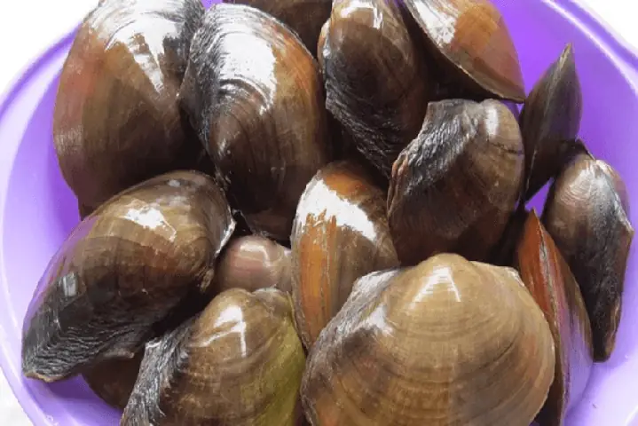 Cách Nấu Con Trai Ngon Chuẩn Vị, Đơn Giản Tại Nhà