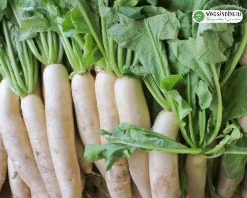 Hướng Dẫn Chi Tiết Các Cách Nấu Củ Cải Trắng Ngon, Dễ Làm