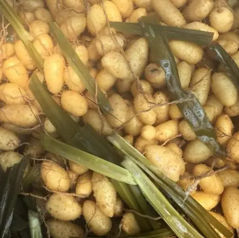 Cách Nấu Củ Lùn Luộc Ngon Và Bở Tơi Không Bị Sượng