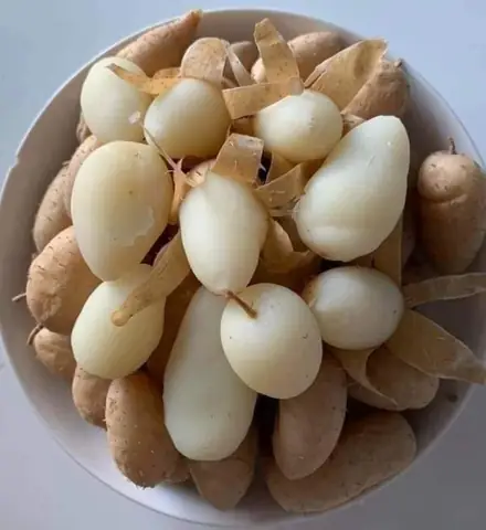 Cách Nấu Củ Lùn Luộc Ngon Và Bở Tơi Không Bị Sượng