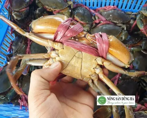 Cách Nấu Cua Biển Cho Bà Bầu: An Toàn và Bổ Dưỡng Cách Nấu Cua Biển Cho Bà Bầu: An Toàn và Bổ Dưỡng