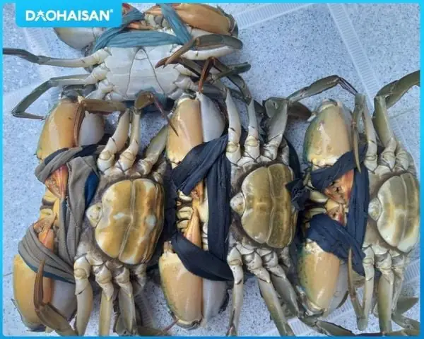 Cách Nấu Cua Cà Mau Chuẩn Vị Tại Gia Đơn Giản, Hấp Dẫn