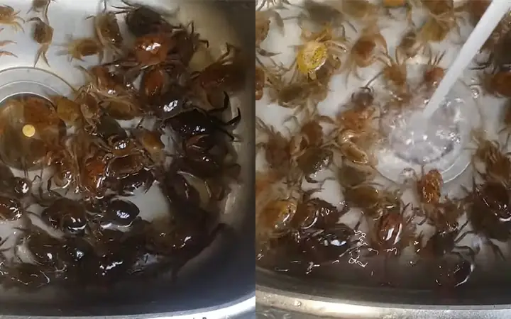 Tổng Hợp Các Cách Nấu Cua Đồng Ngon Chuẩn Vị Việt Nam Tổng Hợp Các Cách Nấu Cua Đồng Ngon Chuẩn Vị Việt Nam