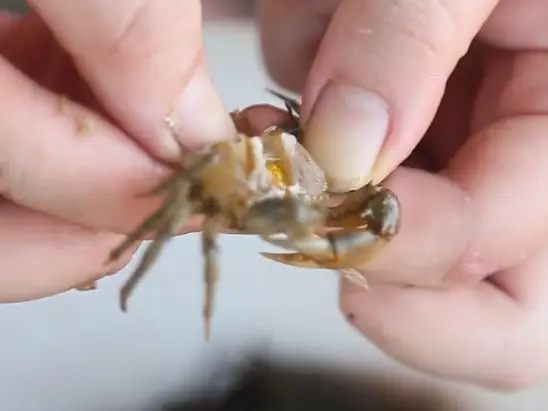 Cách Nấu Cua Đồng Rang Me Thơm Ngon Đậm Đà Chuẩn Vị Cách Nấu Cua Đồng Rang Me Thơm Ngon Đậm Đà Chuẩn Vị