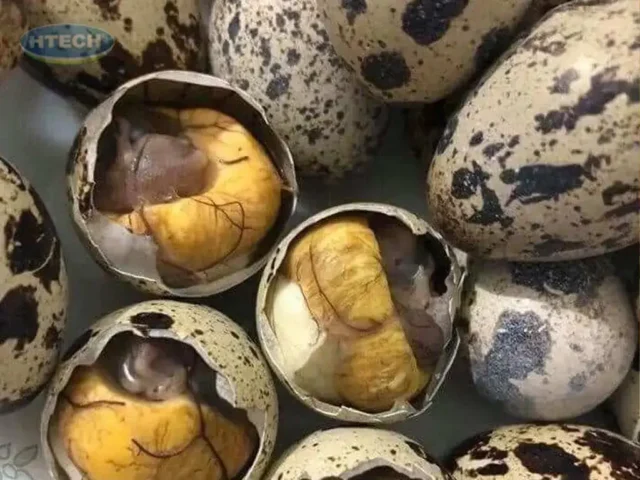 cách nấu cút lộn xào me