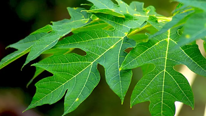 cách nấu da bò nhanh mềm