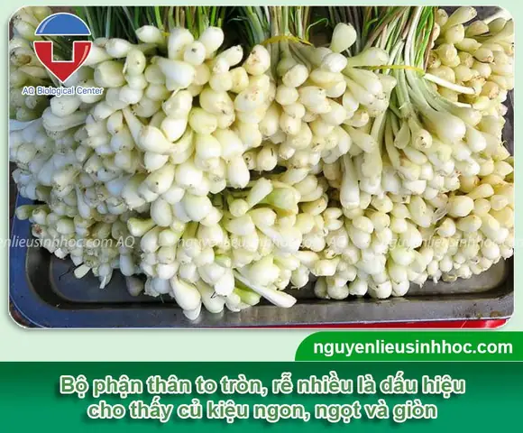 Cách Nấu Dấm Ngâm Kiệu Chuẩn Vị, Giòn Ngon Đón Tết