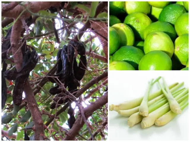 5 Cách Nấu Dầu Gội Thảo Dược Cô Đặc Dưỡng Tóc Chắc Khỏe