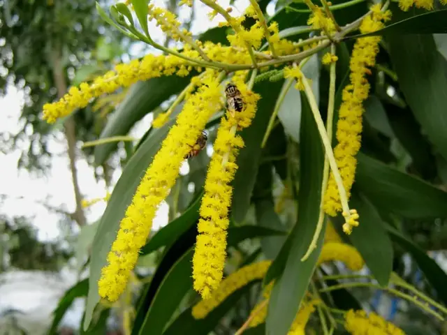 Hướng Dẫn Nấu Dầu Tràm Nguyên Chất Tại Nhà An Toàn, Hiệu Quả